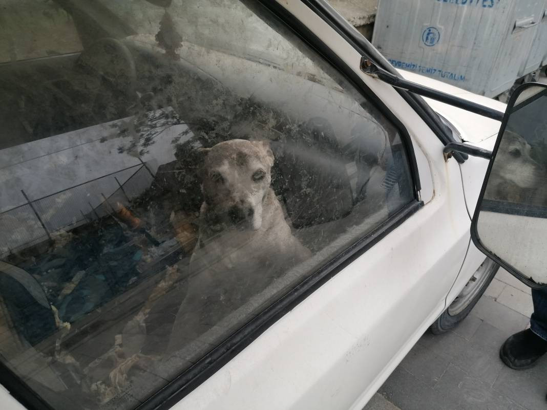 Aç bırakıldığı söylenen köpeğin sahibi konuştu 'İnsanlar hayal ediyor köpeğim yaşıyor' - Resim: 5